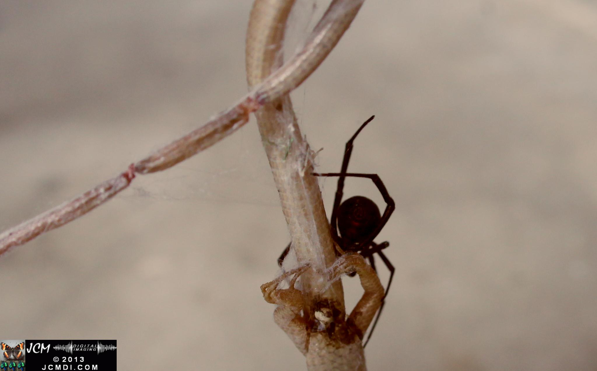 Black Widow vs (and EATS) Alligator Lizard